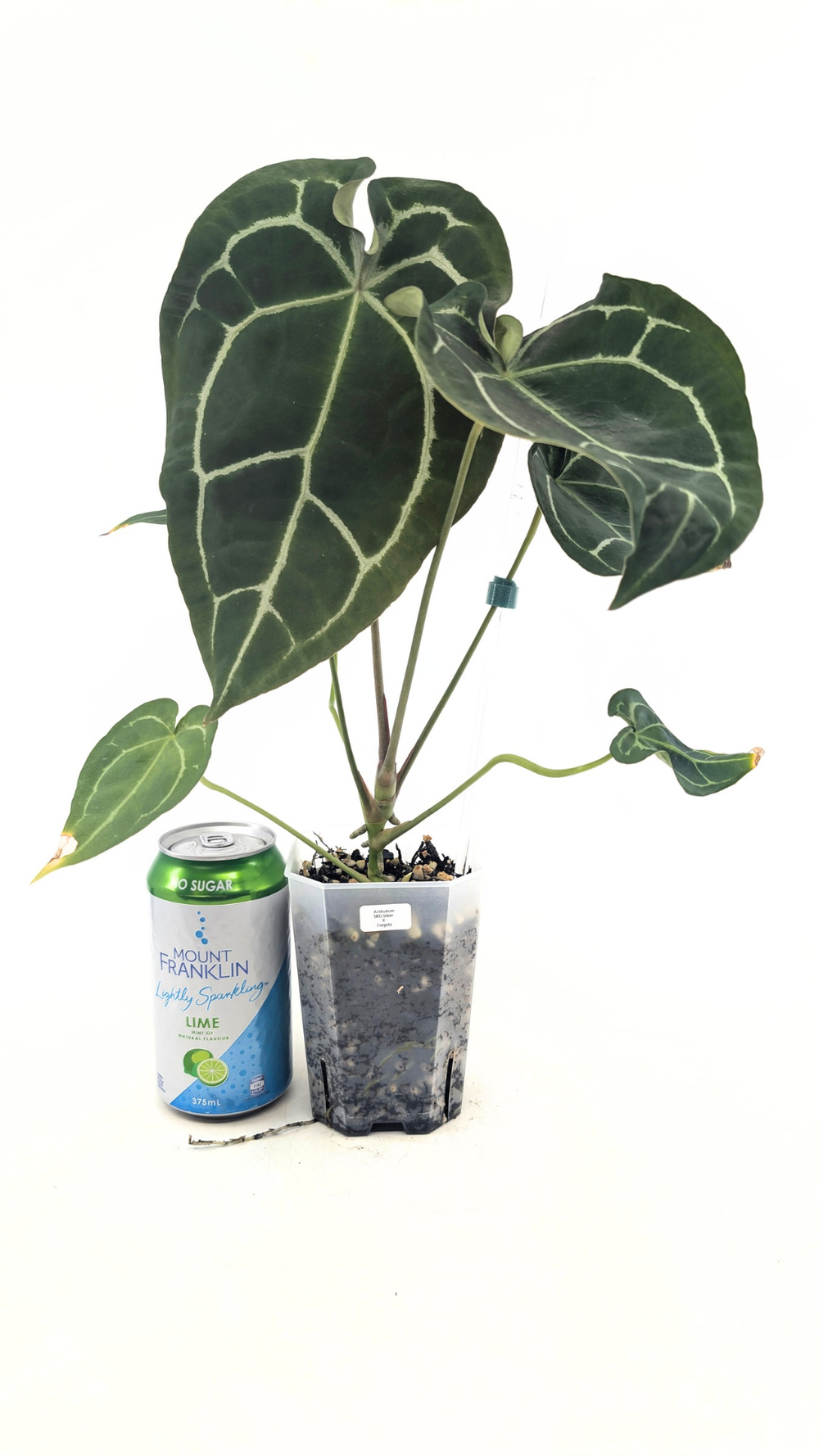 Anthurium SKG Silver X Forgetii — The Leaf Gallery
